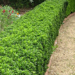 Plant: Euonymus Emerald Gem