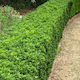 Euonymus Emerald Gem