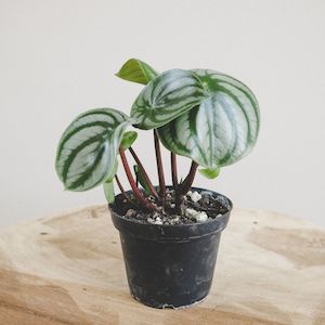 Plants: Watermelon Peperomia