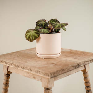 Plants: Begonia Lizard Leg