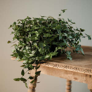 Plants: Bridal Veil - Gibasis Geniculata