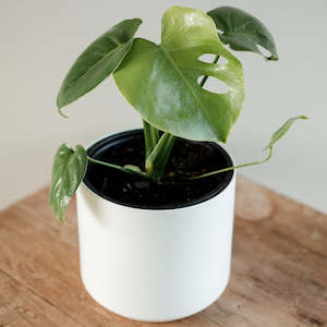 Monstera Deliciosa