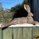 Country Hare (Resting)