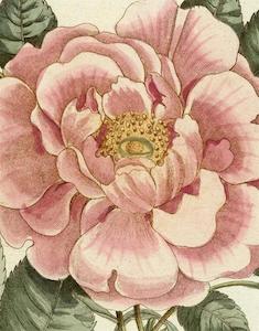 Books: John Derian Picture Book II