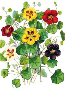 Stationery: The Illustrated Bouquet Nasturtium Greeting Card