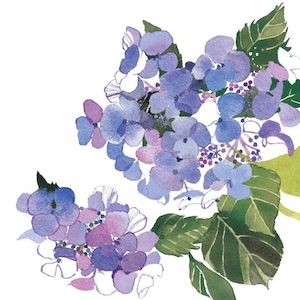 Stationery: Blue Hydrangea Card
