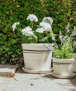 French Country Collections 1: Lisbon Herb Pot-Various