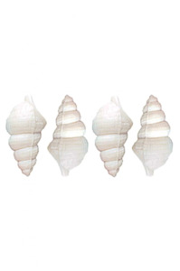 New Arrivals: Shell Soap-White