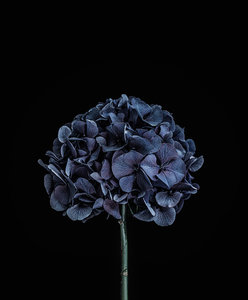 Spid Pye Photographer-Hydrangea
