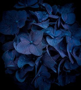 Spid Pye Photographer-French Hydrangea