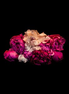 Spid Pye Photographer-Peony