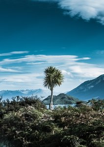 Products: Spid Pye Photographer-Cabbage Tree