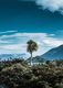 Spid Pye Photographer-Cabbage Tree