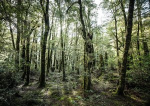Spid Pye Photographer-Forest