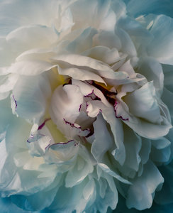 Products: Spid Pye Photographer-White Peony Art Print