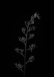 Spid Pye Photographer-Harakeke Pod