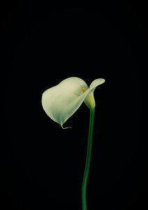 Products: Spid Pye Photographer-Lily