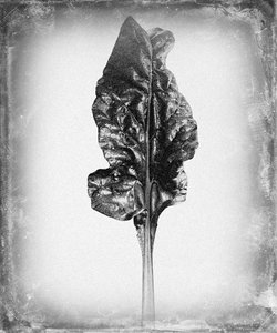 Products: Spid Pye Photographer-Silverbeet