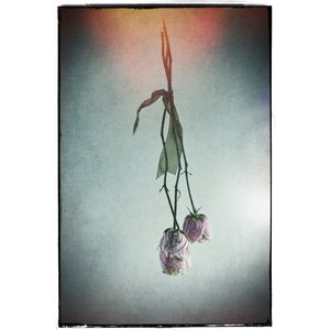 Products: Spid Pye Photographer-Decline