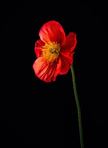 Spid Pye Photographer-Soldier