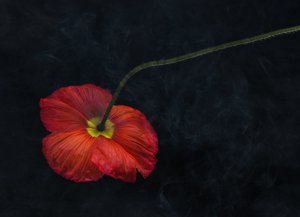 Products: Spid Pye Photographer-Death