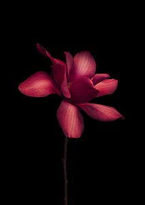 Products: Spid Pye Photographer-Magnolia