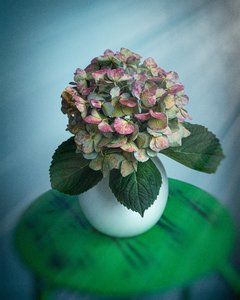 Products: Spid Pye Photographer-Emerald Isle