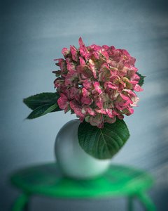 Spid Pye Photographer-Vermilion Blaze