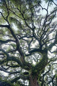 Products: Spid Pye Photographer-Ancient Canopy