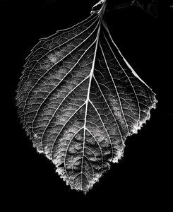 Products: Spid Pye Photographer-Leaf