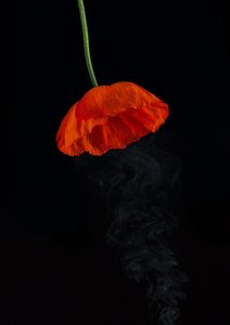 Products: Spid Pye Photographer-Parachute