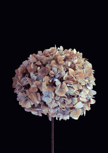 Spid Pye Photographer-Hello Hydrangea