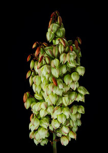 Spid Pye Photographer-Yucca art print
