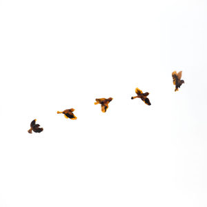 Set of Five Resin Birds - Amber Glass-Effect - Vitality Art Studio