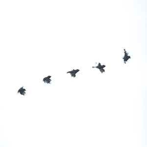 Set of Five Resin Birds - Forest Night - Vitality Art Studio