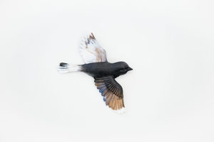 Soaring Bird - Midnight - Vitality Art Studio