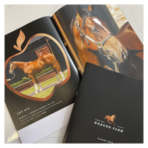 Equine Branding and Promotional Material