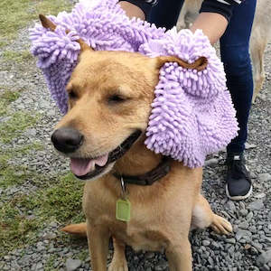 Animals & Pet Supplies Pet Supplies Dog Supplies Dog Apparel: The Waggle Towel™