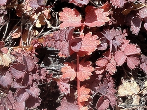 Acaena inermis Purpurea