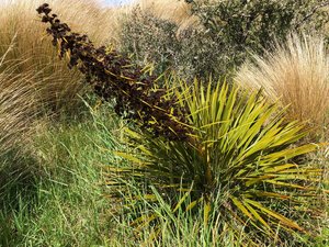 Products: Aciphylla aurea Taramea