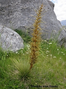 Aciphylla subflabellata