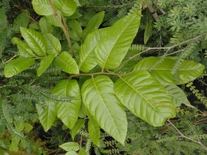 Products: Alectryon excelsus Tītoki