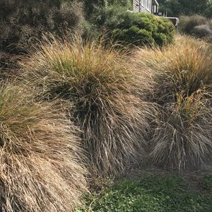 Products: Anemanthele lessoniana