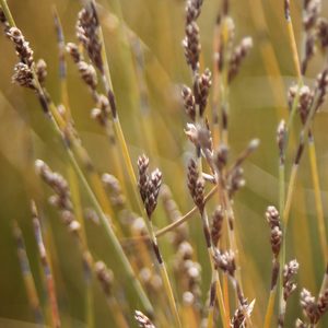 Products: Apodasmia similis Oioi