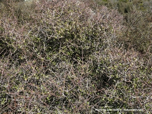 Products: Aristotelia fruticosa Makomako