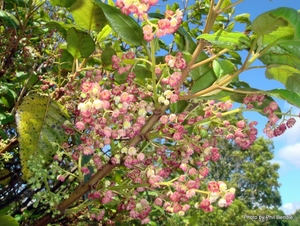 Products: Aristotelia serrata Makomako