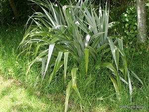 Products: Astelia chathamica Kakaha