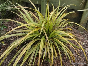 Astelia fragrans Kakaha