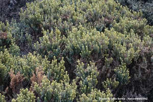 Ozothamnus leptophyllus Tauhinu