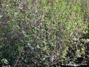 Products: Melicope simplex Poataniwha